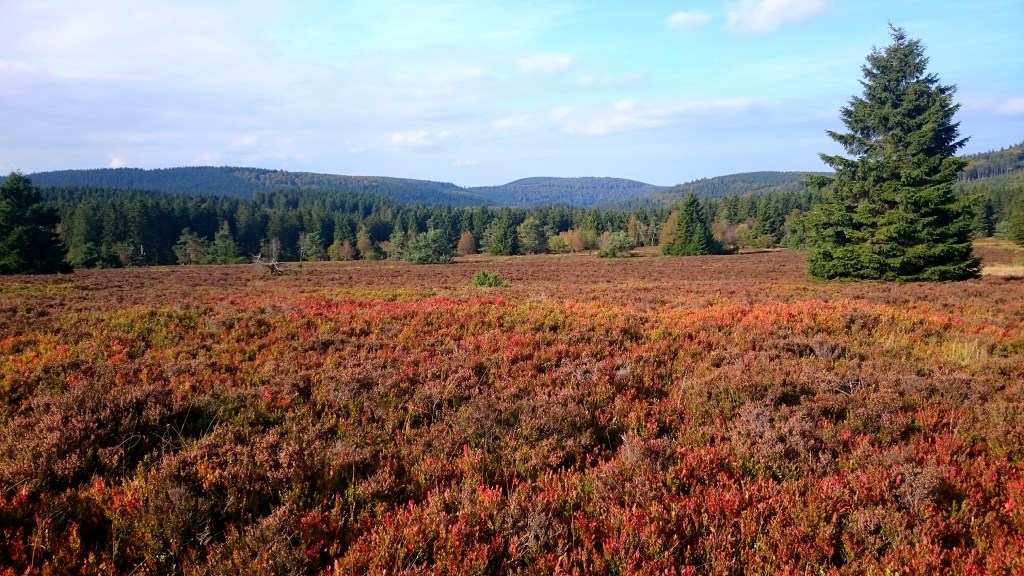 Chi Kung herfstweek 2017 met Cosima Scheuten